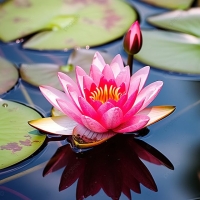 pngtree-a-lotus-flower-that-takes-up-most-of-the-middle-of-image_13145480