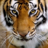 tiger_avatar_03_hd_pictures_169017