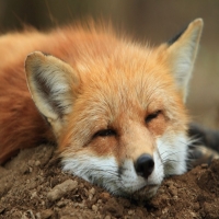 13224660-r3l8t8d-650-zao-fox-village-japan-3