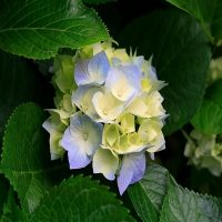 hydrangeas